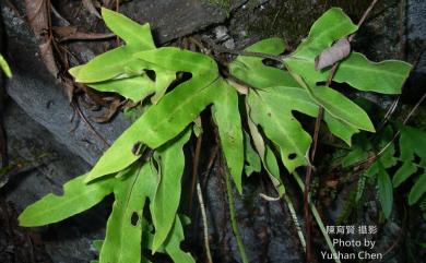 Pyrrosia polydactylos (Hance) Ching 槭葉石葦