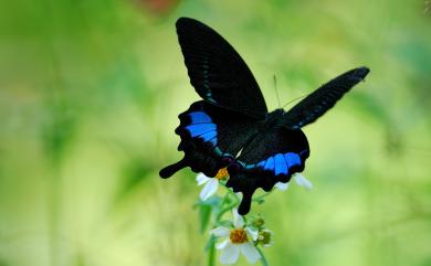 Papilio hermosanus Rebel, 1906 臺灣琉璃翠鳳蝶