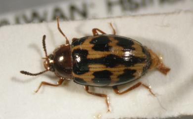 Scaphidema formosanum Masumoto, 1982 蓬萊艷擬步行蟲