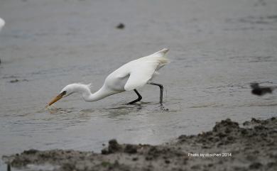 Egretta eulophotes (Swinhoe, 1860) 唐白鷺