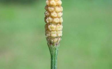 Equisetum ramosissimum Desf. 木賊