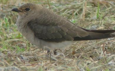 Glareola maldivarum Forster, 1795 燕鴴