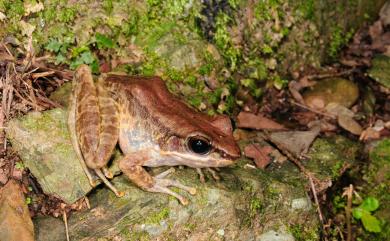 Odorrana swinhoana (Boulenger, 1903) 斯文豪氏赤蛙