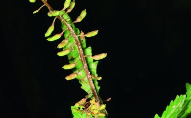 Rorippa dubia (Pers.) H. Hara 小葶藶