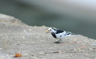 Motacilla alba Linnaeus, 1758 白鶺鴒