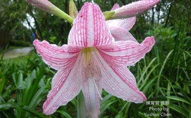 Hippeastrum puniceum (Lam.) Voss 孤挺花