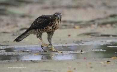 Accipiter trivirgatus formosae Mayr, 1949 鳳頭蒼鷹(台灣特有亞種)