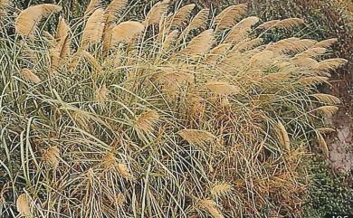 Miscanthus floridulus (Labill.) Warb. ex K.Schum. & Lauterb. 五節芒