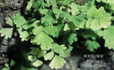 Adiantum capillus-veneris fo. capillus-veneris 鐵線蕨