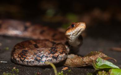 Pseudoxenodon stejnegeri 史丹吉氏斜鱗蛇