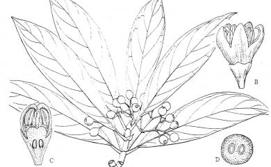Psychotria rubra Poir. 九節木