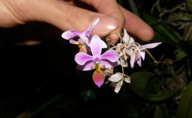 Phalaenopsis equestris (Schauer) Rchb.f. 桃紅蝴蝶蘭