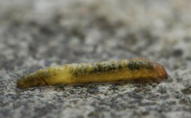 Strepsinoma hapilistalis Strand, 1919