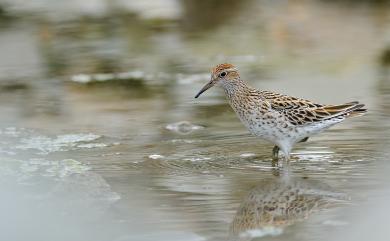 Calidris acuminata (Horsfield, 1821) 尖尾濱鷸