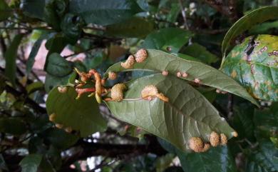 Aecidium osmanthi 木犀銹孢銹菌