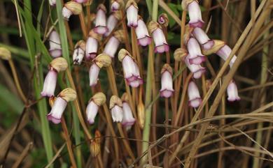 Aeginetia indica 野菰