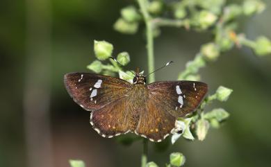 Celaenorrhinus kurosawai Shirozu, 1960 黑澤星弄蝶