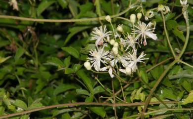 Clematis grata Wall. 串鼻龍