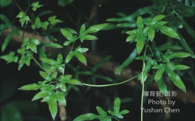 Lygodium japonicum 海金沙