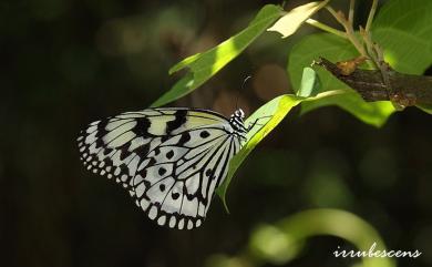 Idea leuconoe clara Butler, 1867 大白斑蝶