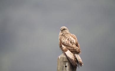 Buteo lagopus menzbieri Dementiev, 1951 毛足鵟(西伯利亞亞種)