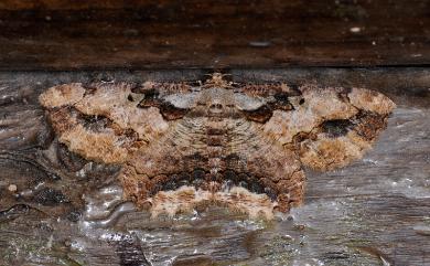 Menophra anaplagiata Sato, 1984 茶褐弭尺蛾