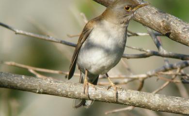 Turdus pallidus Gmelin, 1789 白腹鶇