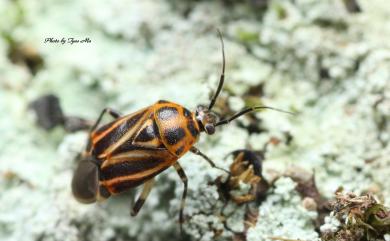 Eolygus vittatus Poppius, 1915 紋條曙麗盲蝽