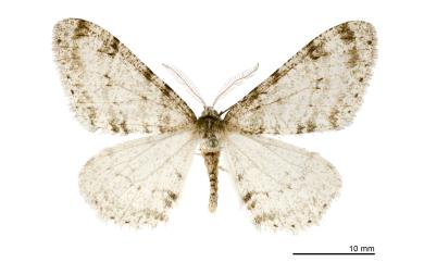 Phigalia verecundaria Leech, 1897 綠點扉冬尺蛾