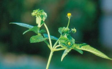Bidens pilosa var. minor (Blume) Sherff 小白花鬼針