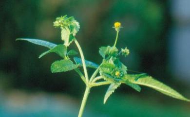 Bidens pilosa var. minor 小白花鬼針