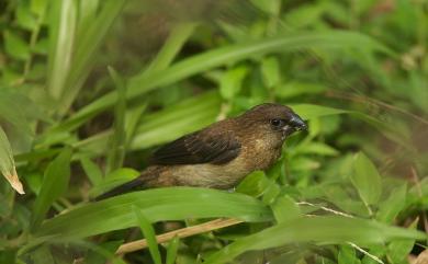 Lonchura striata swinhoei (Cabanis, 1882) 白腰文鳥