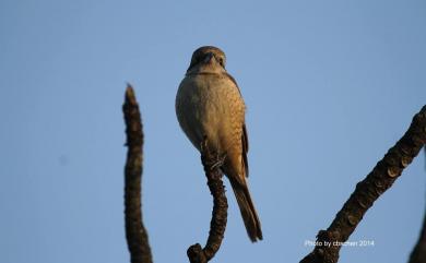 Lanius cristatus lucionensis Linnaeus, 1766 紅尾伯勞