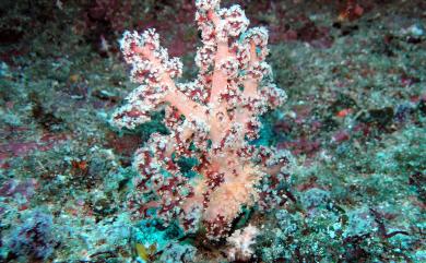 Dendronephthya microspiculata (Pütter, 1900) 小針棘穗軟珊瑚