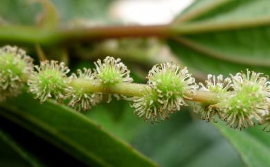 Boehmeria densiflora Hook. & Arn. 密花苧麻