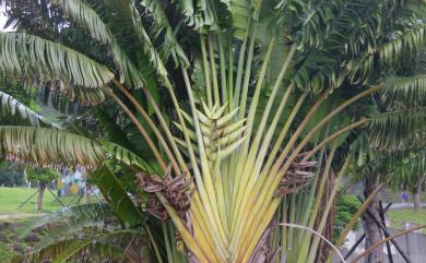 Ravenala madagascariensis 旅人蕉