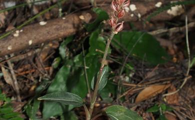Rhomboda yakusimensis (Masam.) Ormerod 白肋角唇蘭