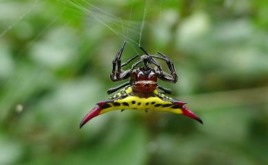 Gasteracantha sauteri Dahl, 1914 梭德氏棘蛛