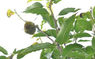 Castanopsis chinensis 桂林栲