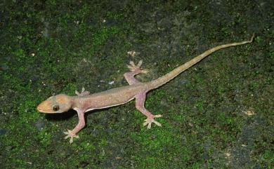 Hemidactylus stejnegeri Ota & Hikida, 1989 史丹吉氏蝎虎