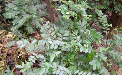 Gleditsia rolfei 恆春皂莢