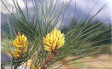 Pinus taiwanensis Hayata 臺灣二葉松