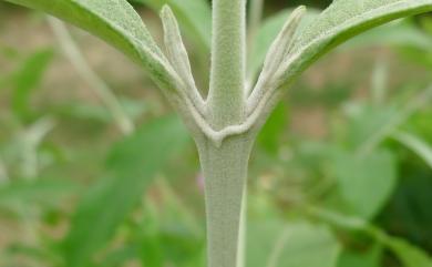 Buddleja asiatica 揚波