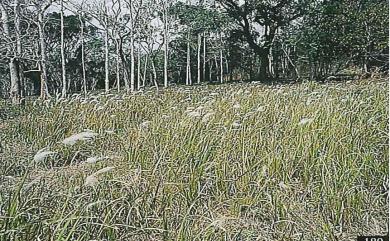 Imperata cylindrica var. major (Nees) C.E.Hubb. 白茅