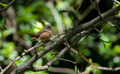 Muscicapa ferruginea (Hodgson, 1845) 紅尾鶲