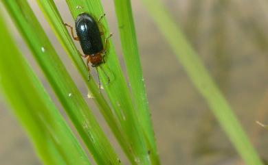 Oulema oryzae (Kuwayama, 1931) 稻負泥蟲