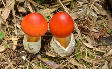 Amanita caesarea (Scop. Ex Fr.) Pers. 橙蓋鵝膏