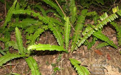 Nephrolepis cordifolia (L.) C.Presl 腎蕨
