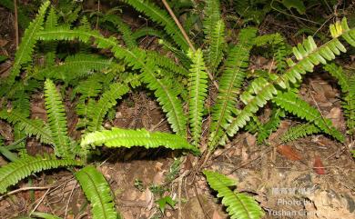 Nephrolepis cordifolia 腎蕨