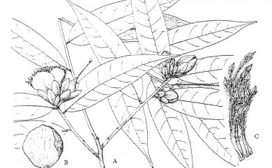 Camellia salicifolia 柳葉山茶